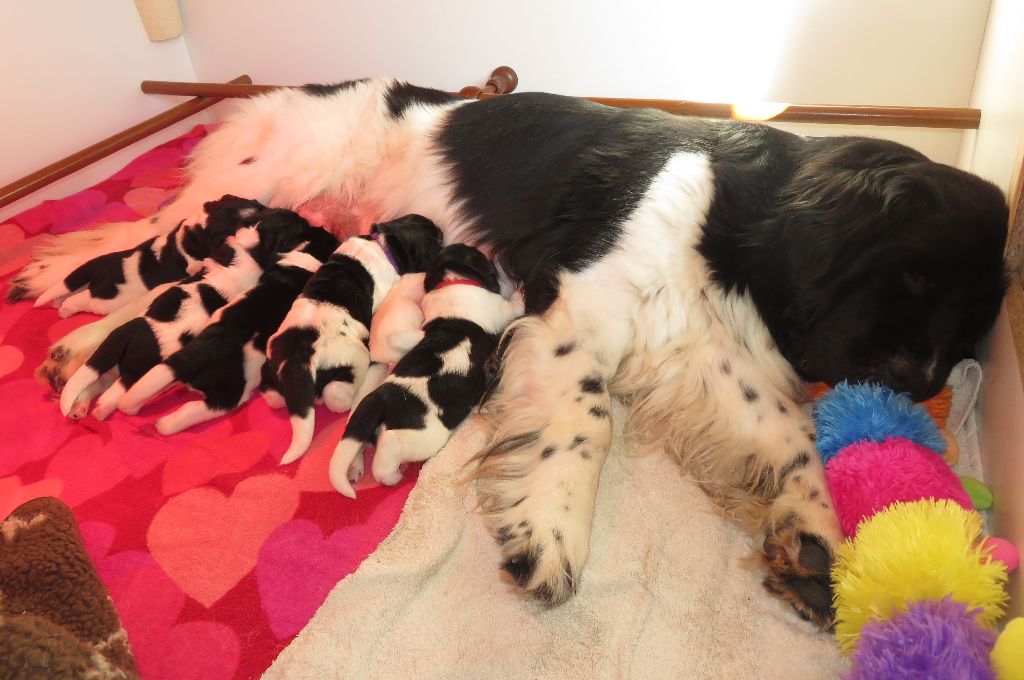 Chiot Terre-neuve Des Ours Au Grand Coeur